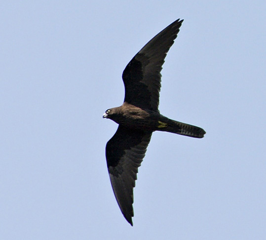 Falco eleonorae 2006 08 17